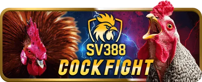 bi888 斗鸡赛事分析与预测